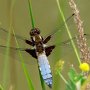 broad bodied chaser male